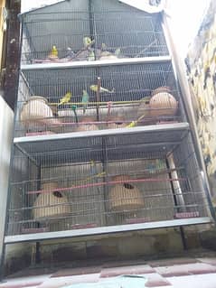 13 Pairs with chicks and eggs with Cage