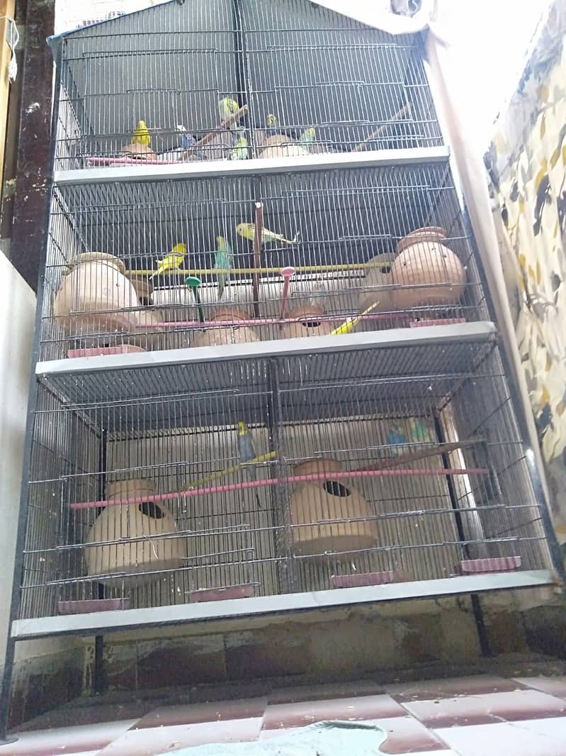 13 Pairs with chicks and eggs with Cage 0