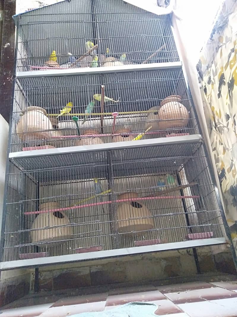 13 Pairs with chicks and eggs with Cage 3