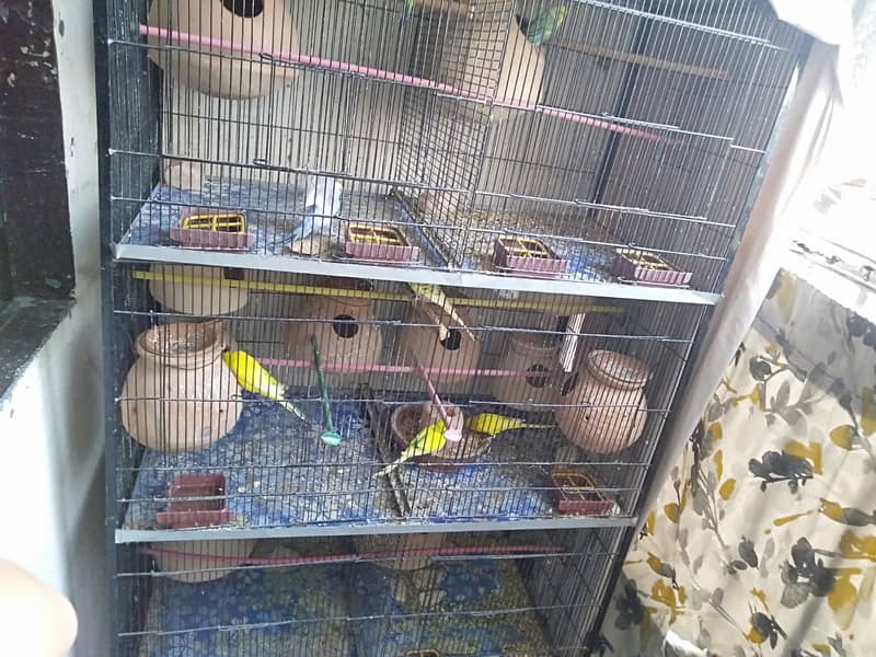 13 Pairs with chicks and eggs with Cage 4