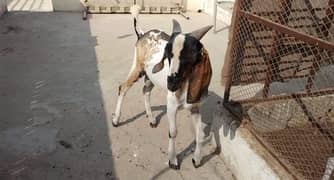 Bakra