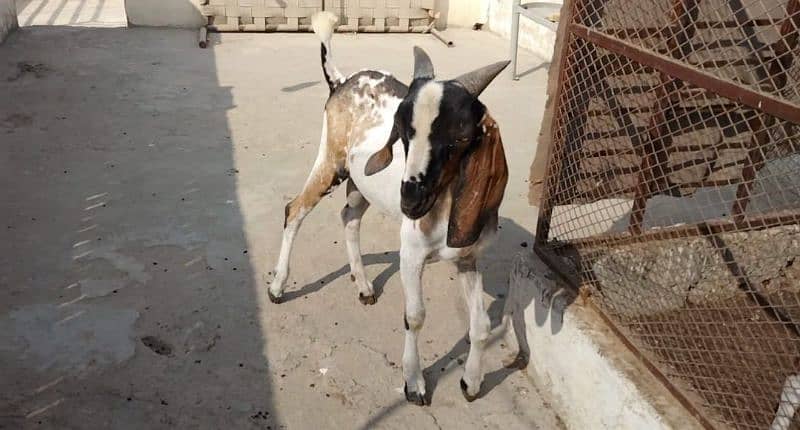 Bakra for Sale Qurbani 2025 0