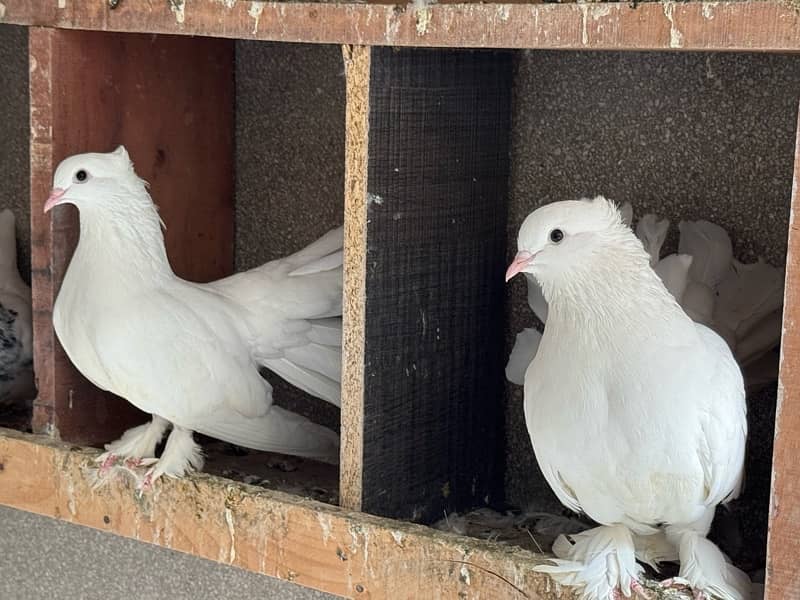 Black & White Fantail Pairs for Sale 0