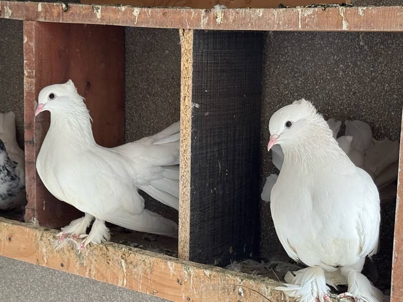 Black & White Fantail Pairs for Sale 2