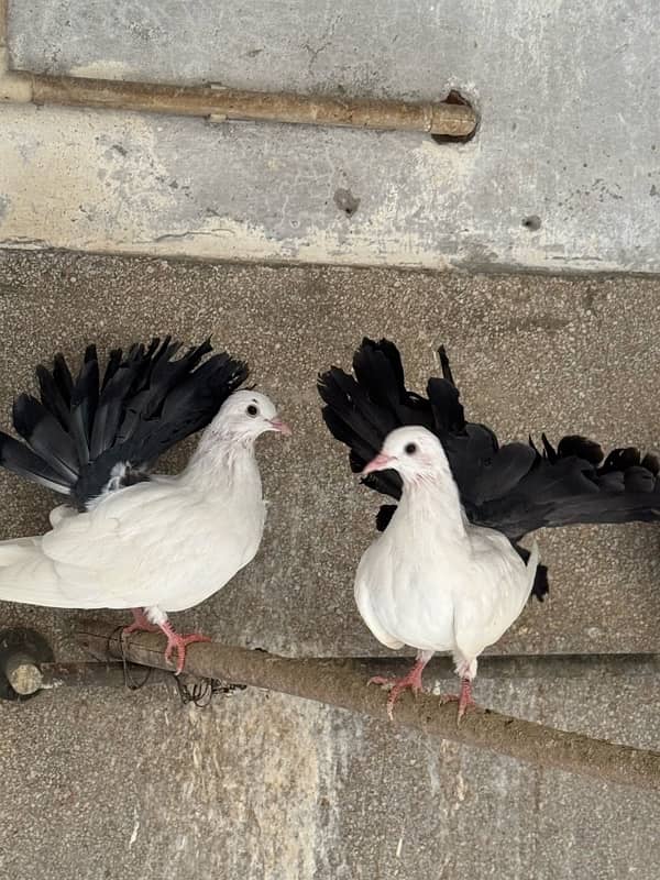 Black & White Fantail Pairs for Sale 3