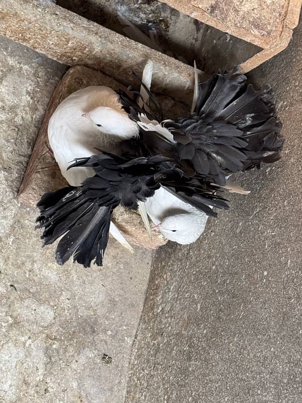 Black & White Fantail Pairs for Sale 4