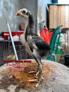 Pure Thai Imported Bloodline Chicks Available