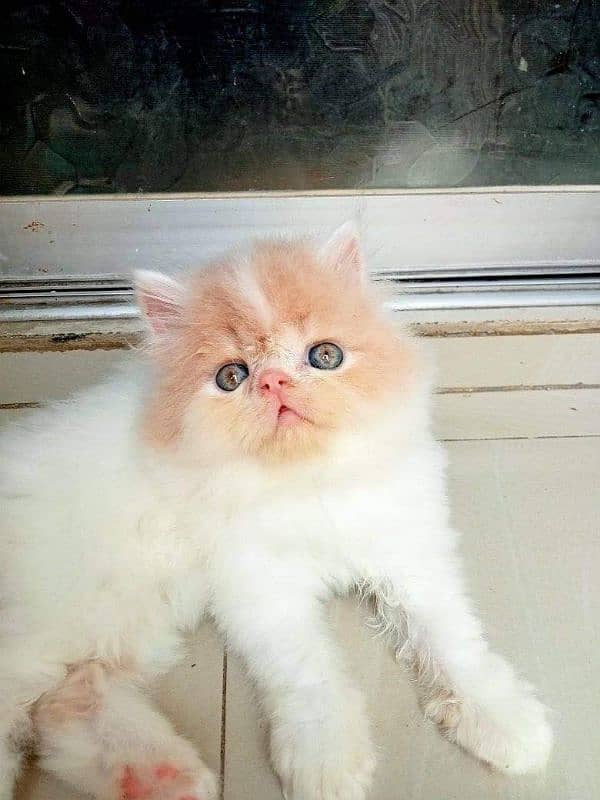 pairsian healthy and beautiful kitten for sale 2