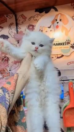 pairsian healthy and beautiful kitten for sale