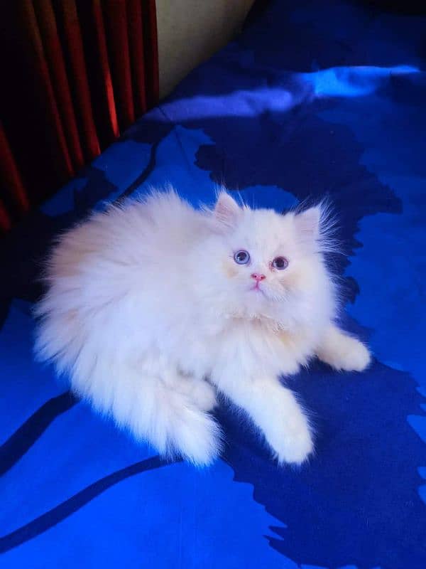 pairsian healthy and beautiful kitten for sale 1