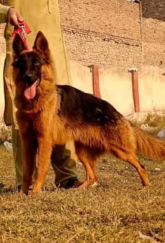 double cot German Shepherd female for sale