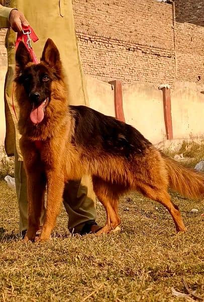 double cot German Shepherd female for sale 0