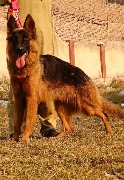 double cot German Shepherd female for sale 1