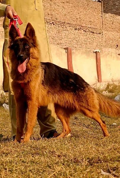 double cot German Shepherd female for sale 2