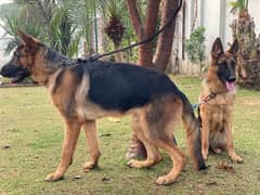 German Shepherds