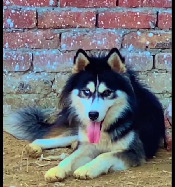 Pedigree Husky Male Available For Stud 1