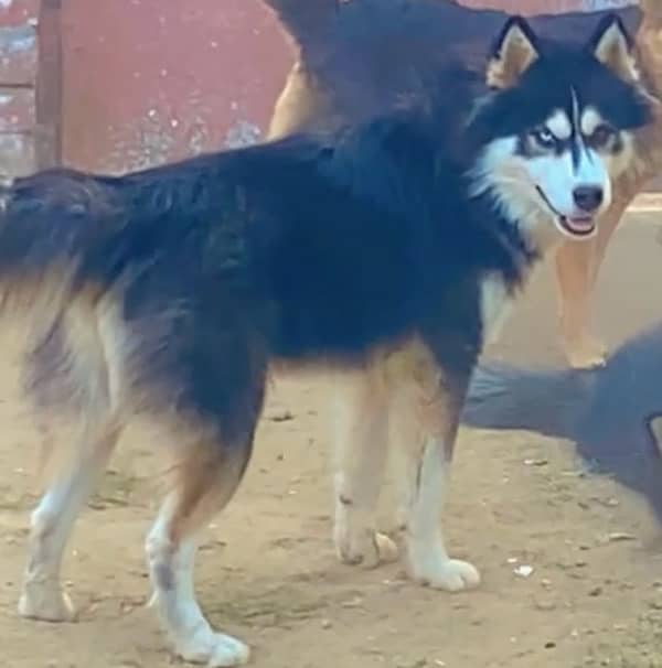 Pedigree Husky Male Available For Stud 2