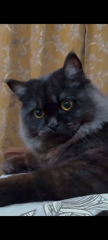 Smoky Persian cat 19