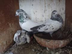 Kabli Pigeon kasuri Rampuri sialkoti neelduma kalduma dub wale kabutar