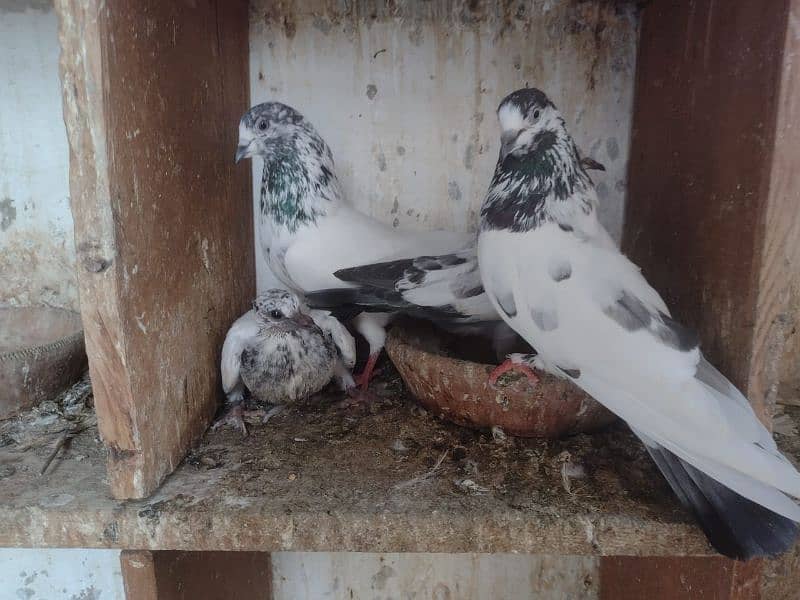 Kabli Pigeon kasuri Rampuri sialkoti neelduma kalduma dub wale kabutar 1