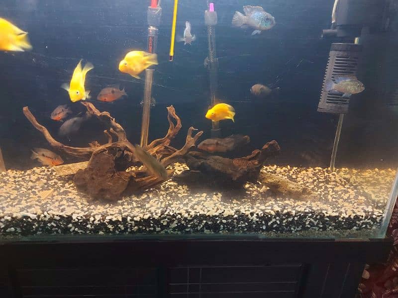 5 Fit aquarium  And American Chiclid for Sell 0