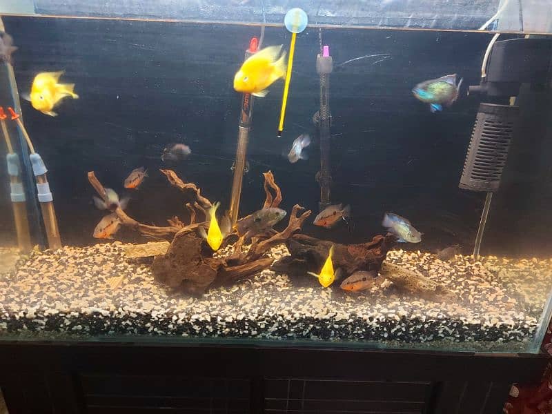 5 Fit aquarium  And American Chiclid for Sell 1