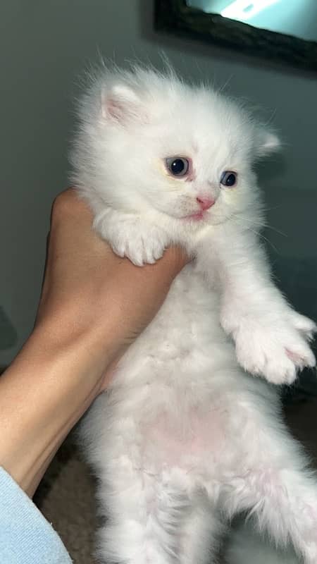 1 month old male persian kitten triple coat 0