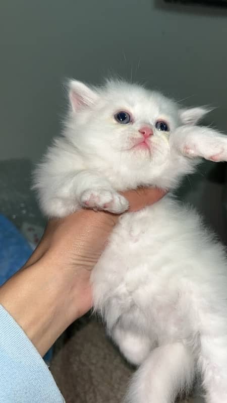 1 month old male persian kitten triple coat 1