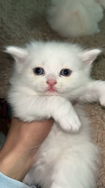 1 month old male persian kitten triple coat 2