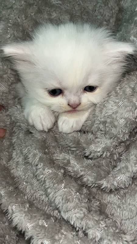 1 month old male persian kitten triple coat 3