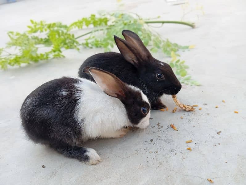 cute rabbit babies 0