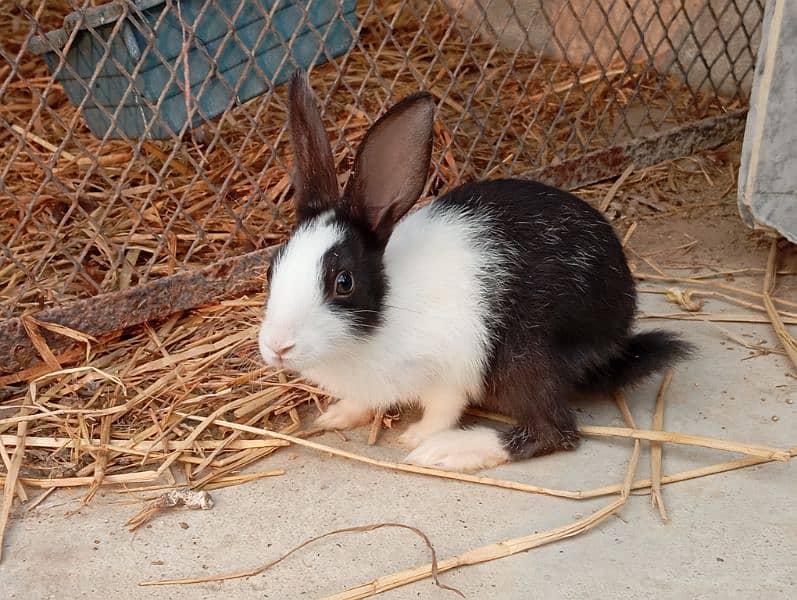 cute rabbit babies 1