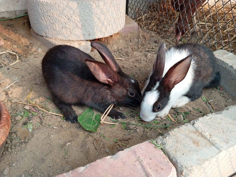 cute rabbit babies 2