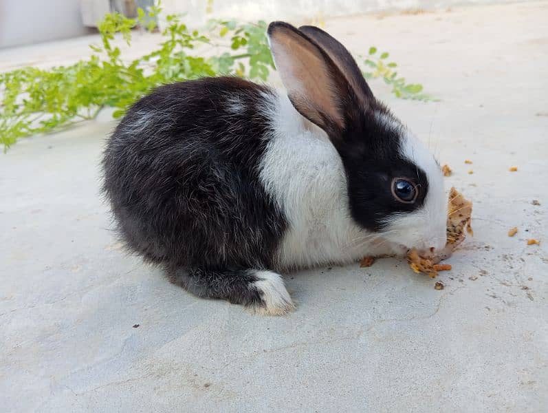 cute rabbit babies 3