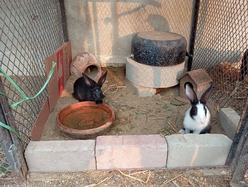 cute rabbit babies 4