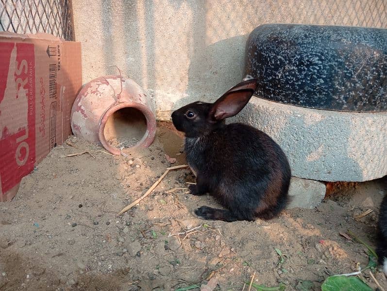 cute rabbit babies 5