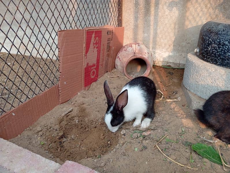 cute rabbit babies 6