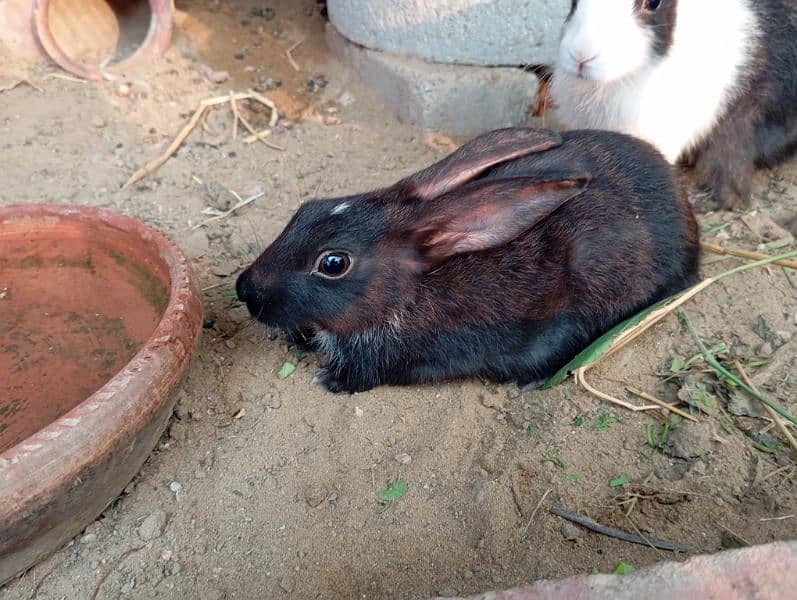 cute rabbit babies 7