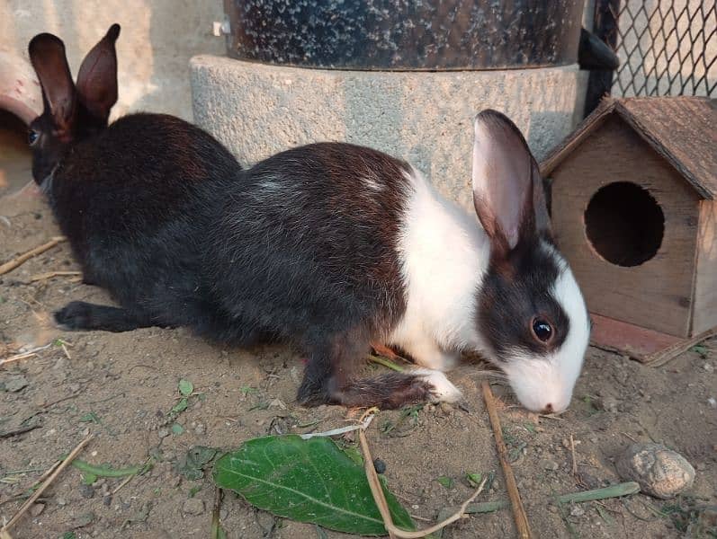 cute rabbit babies 8