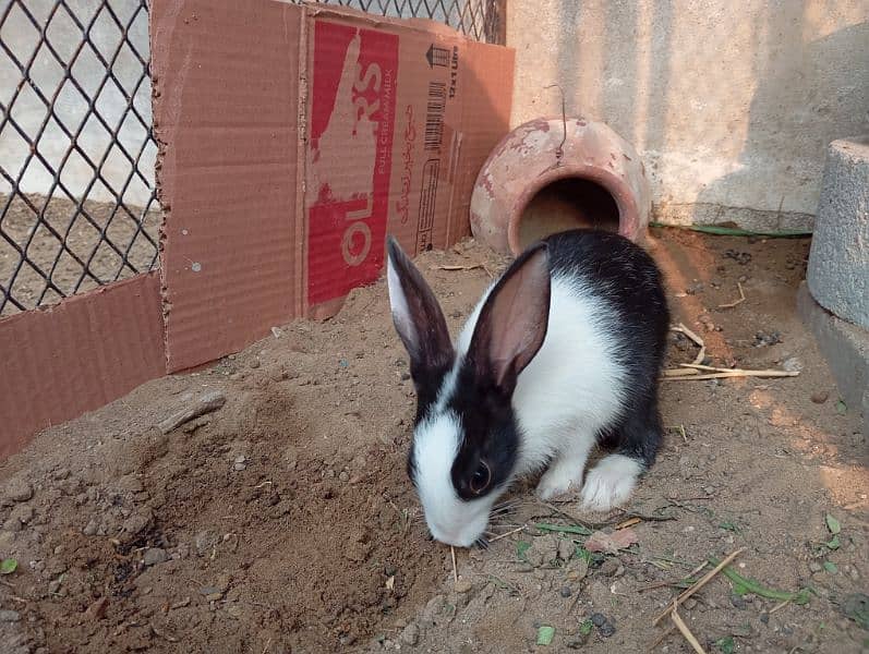 cute rabbit babies 9