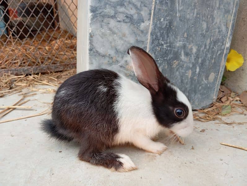 cute rabbit babies 10