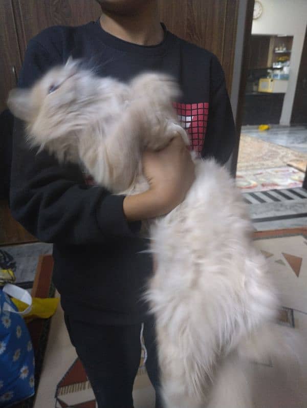 Persian cat age 5 month gender female 1