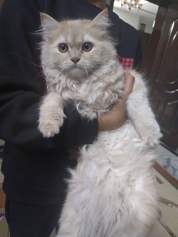 Persian cat age 5 month gender female 2