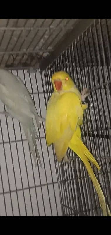 MashAllah white female or volit female or yellow male adult for sale 8