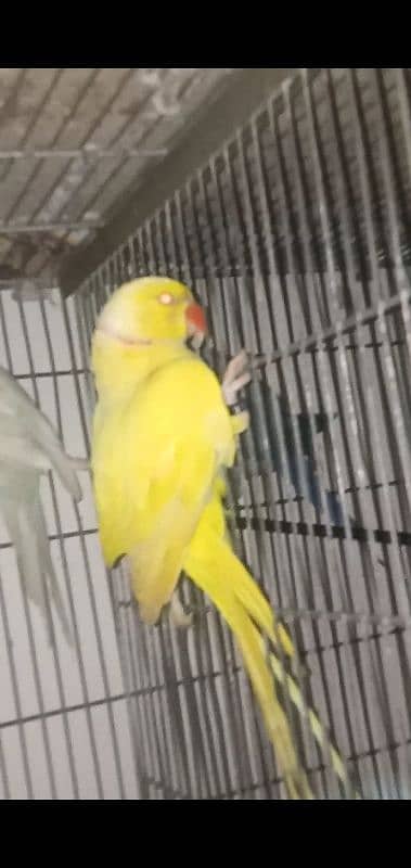 MashAllah white female or volit female or yellow male adult for sale 9