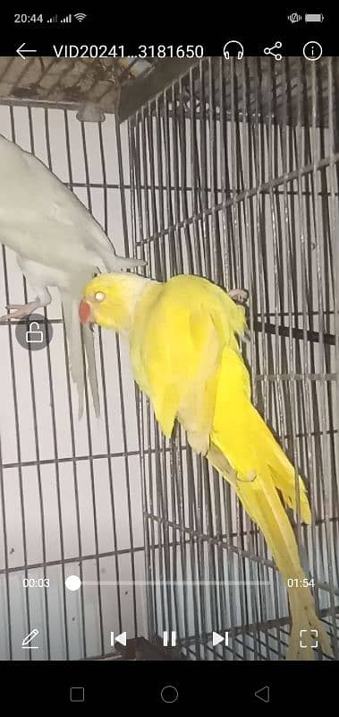 MashAllah white female or volit female or yellow male adult for sale 13