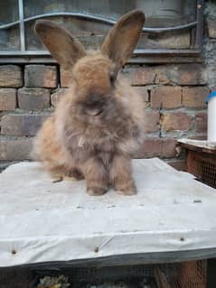 angora rabbit