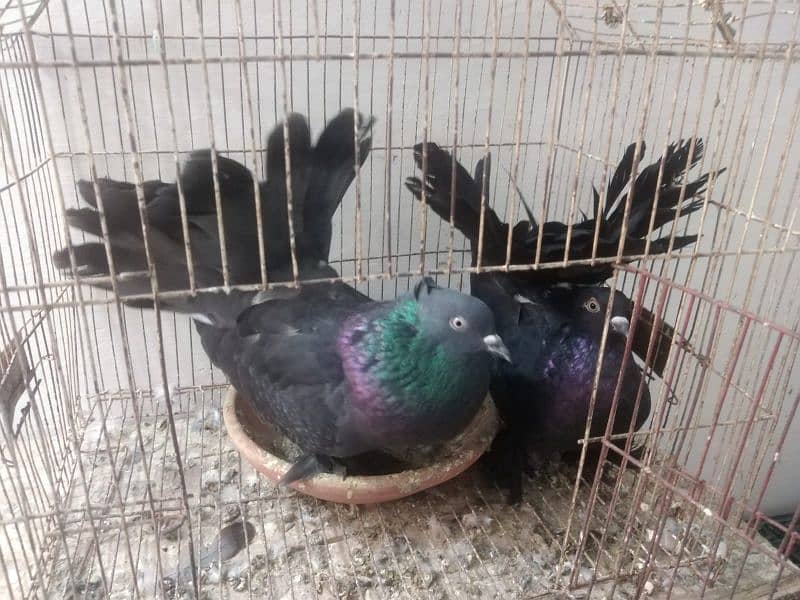 indian fantail pigeon 0