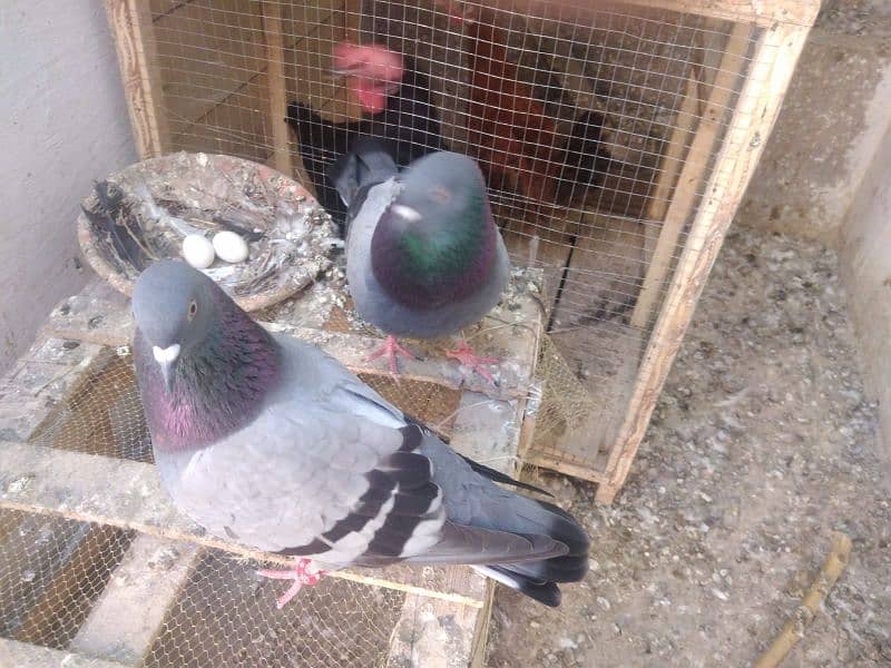 indian fantail pigeon 7