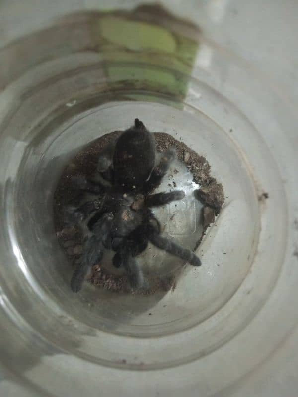 brazilian black tarantula 0